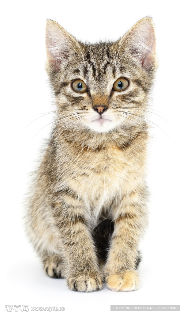 猫咪