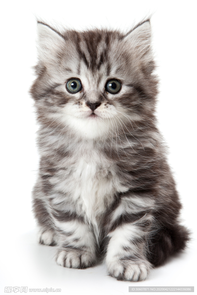 猫咪
