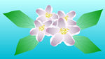 茉莉花