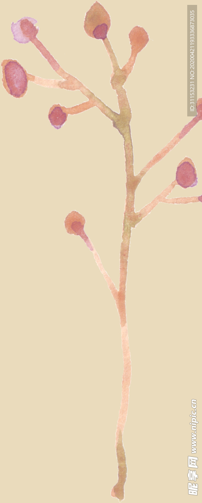 花枝