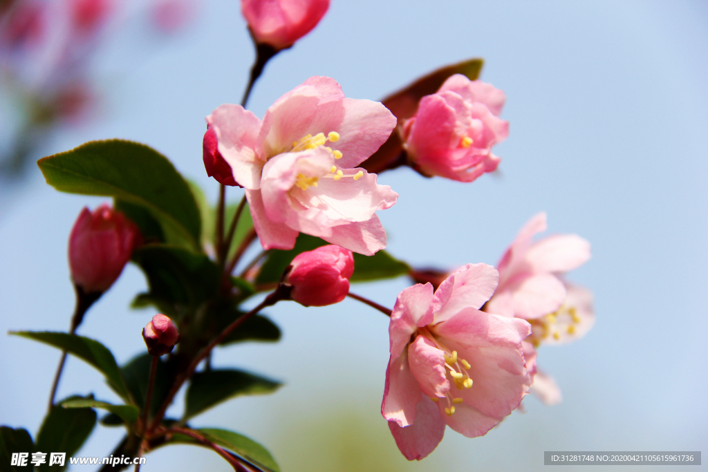 樱花
