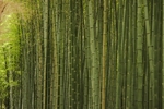 绿竹林
