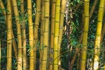 黄金竹