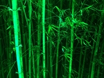 毛竹林