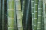 竹干