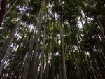 绿竹林
