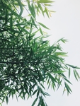 竹叶