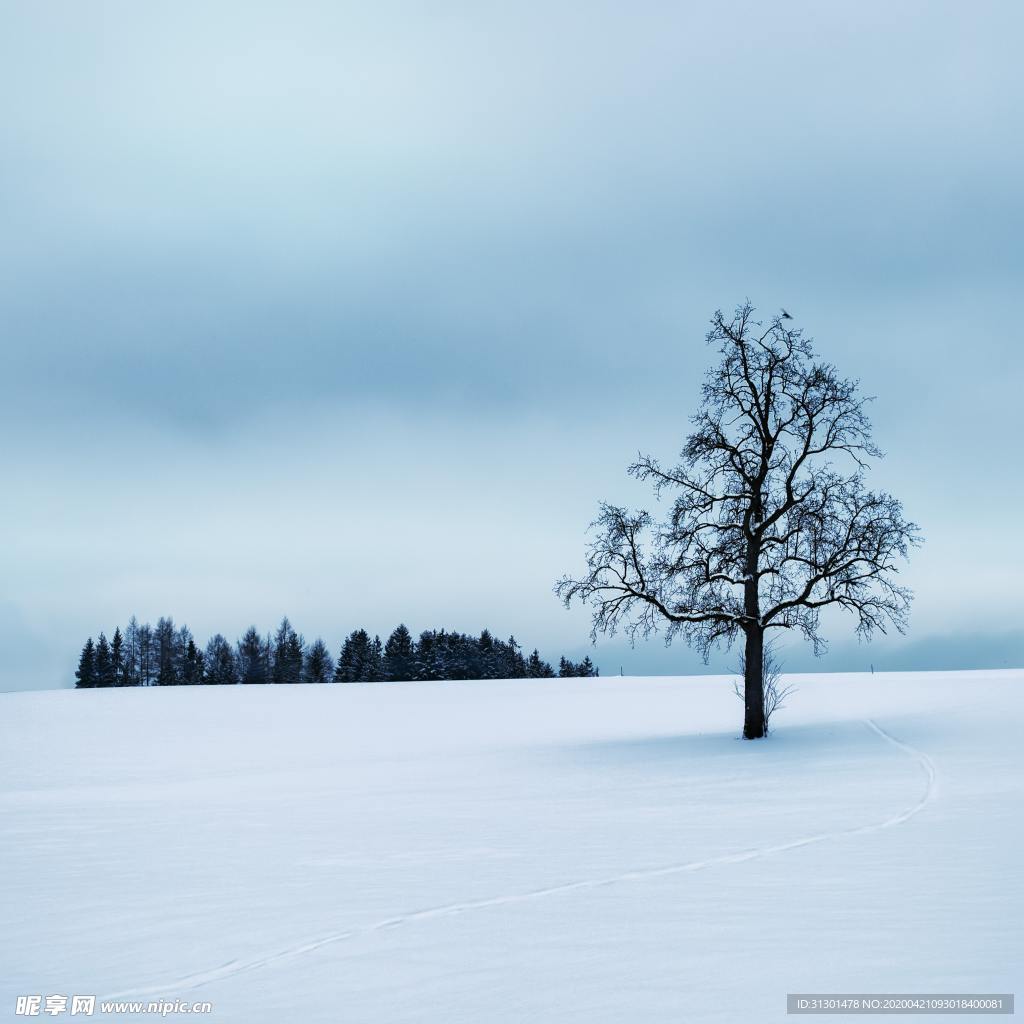 雪景