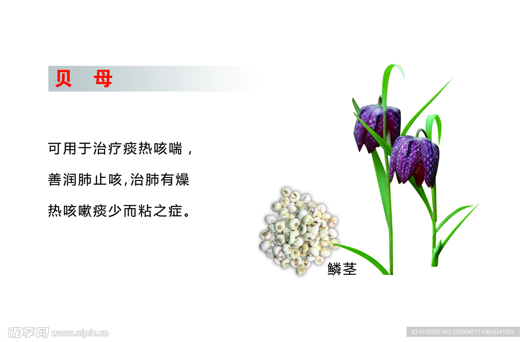 大兴安岭 北贝母