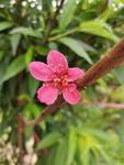 鹰嘴 桃花