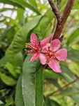 鹰嘴桃花