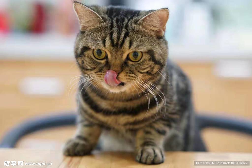 猫