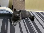 宠物猫