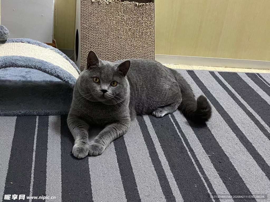 宠物猫