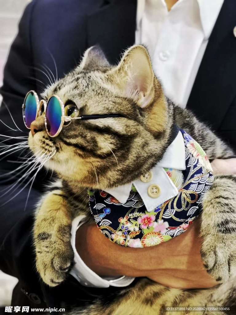 可爱猫