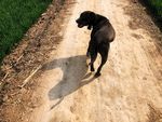 比特犬