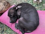 小比特犬