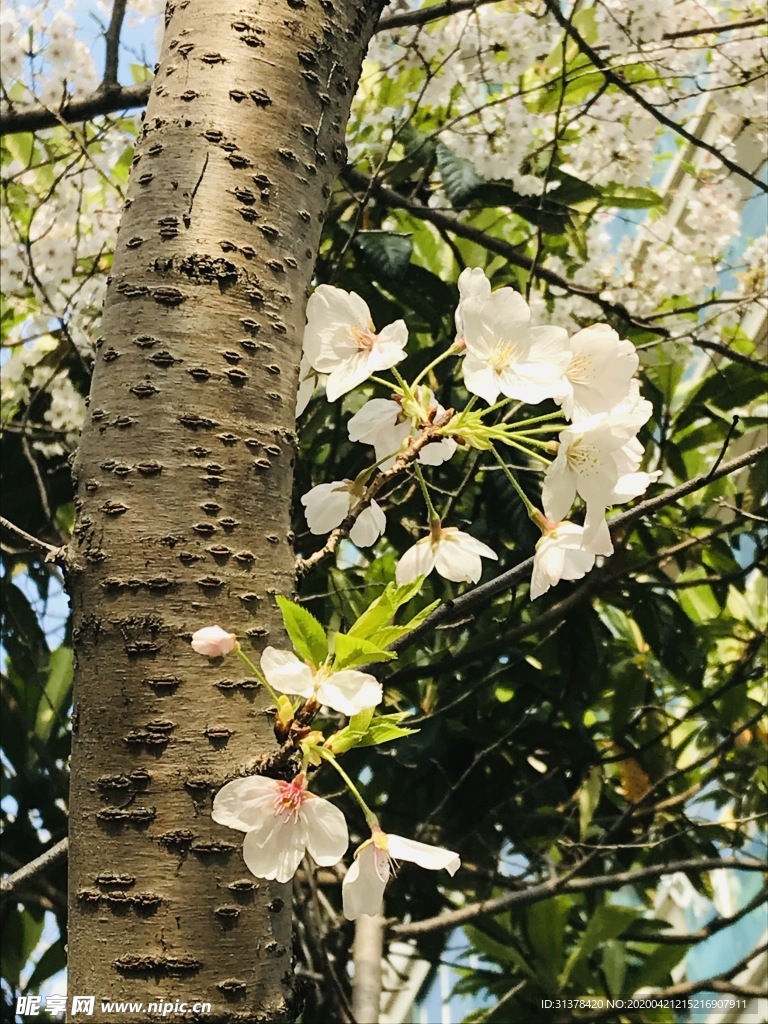 梨花