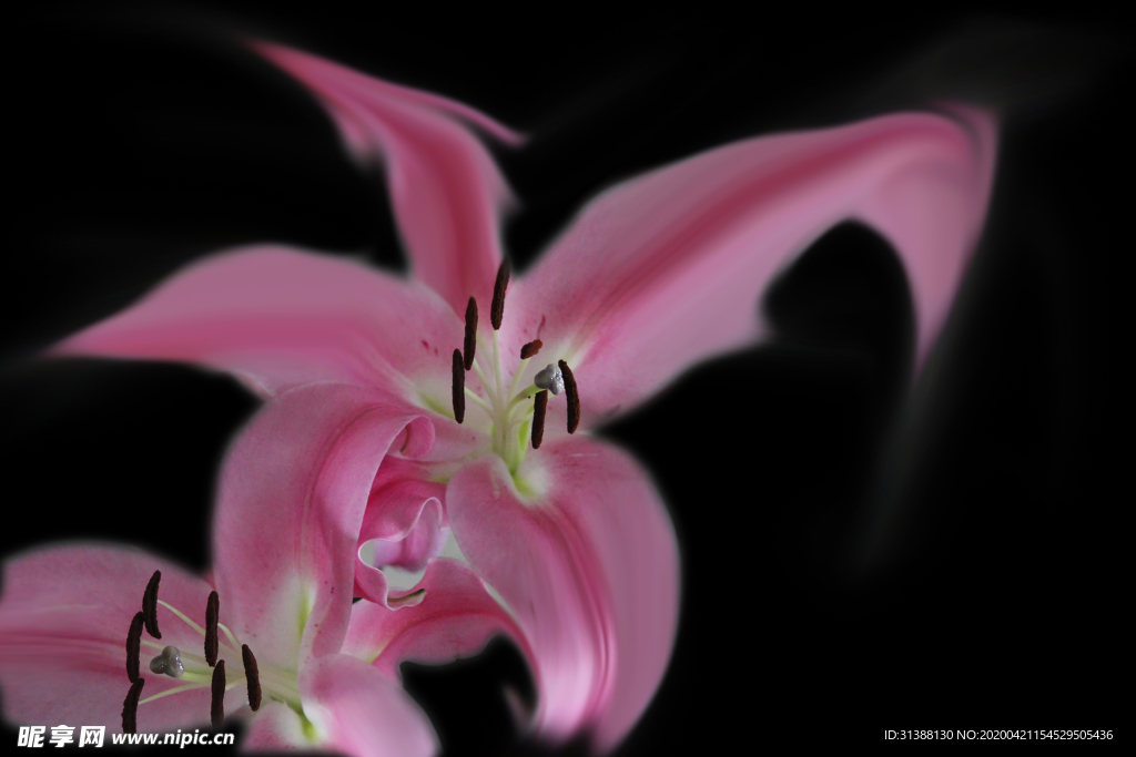 百合花