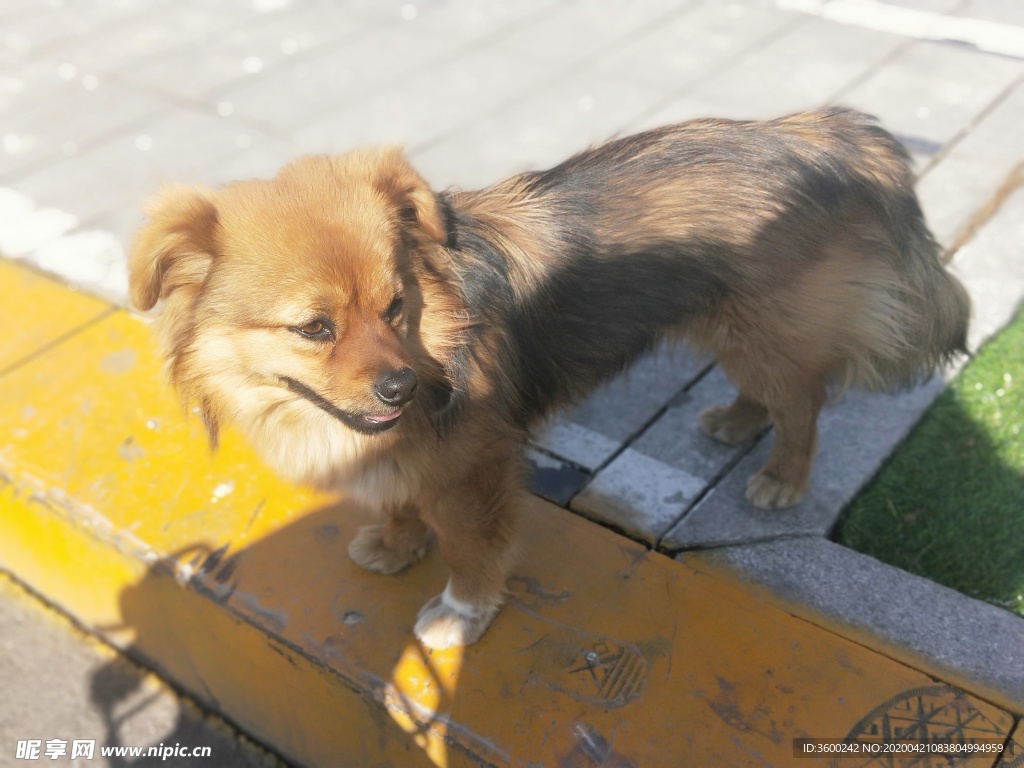 狗狗
