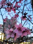 春日花朵