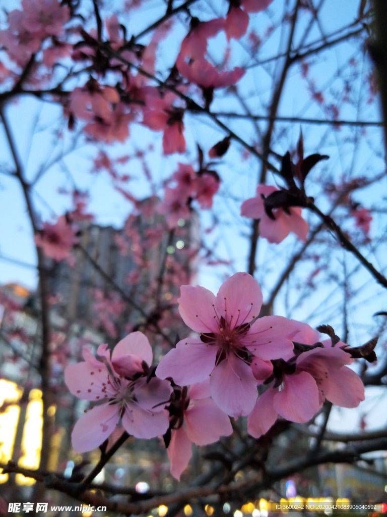 春日花朵
