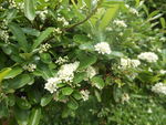 济南植物园白色的小花