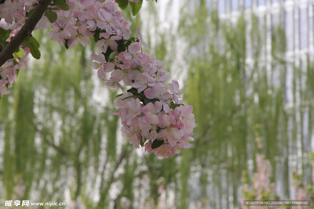 北京元大都城垣遗址公园海棠花开