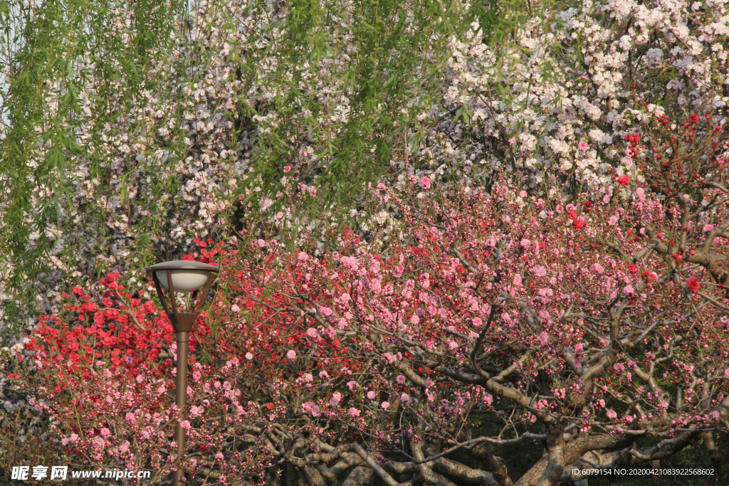 北京元大都城垣遗址公园碧桃花开