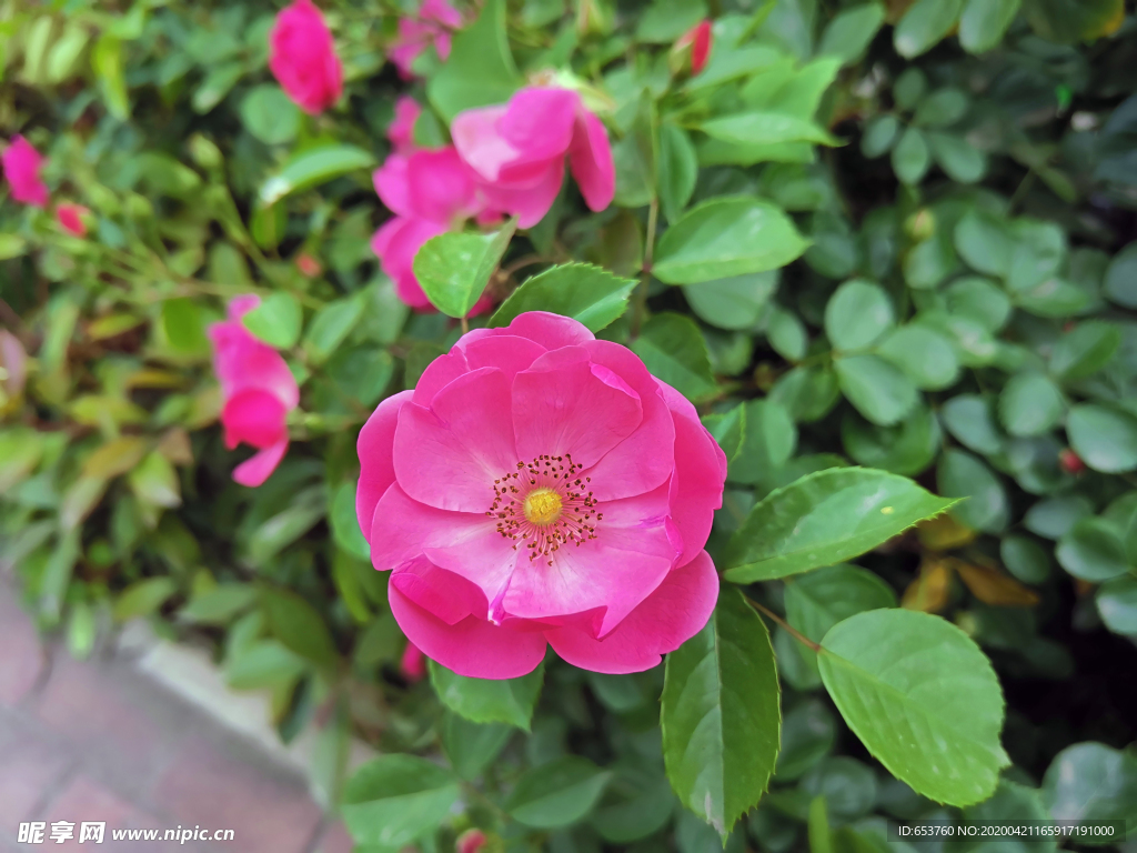 月季花
