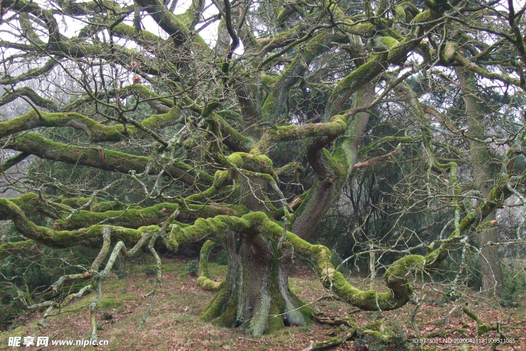 橡树