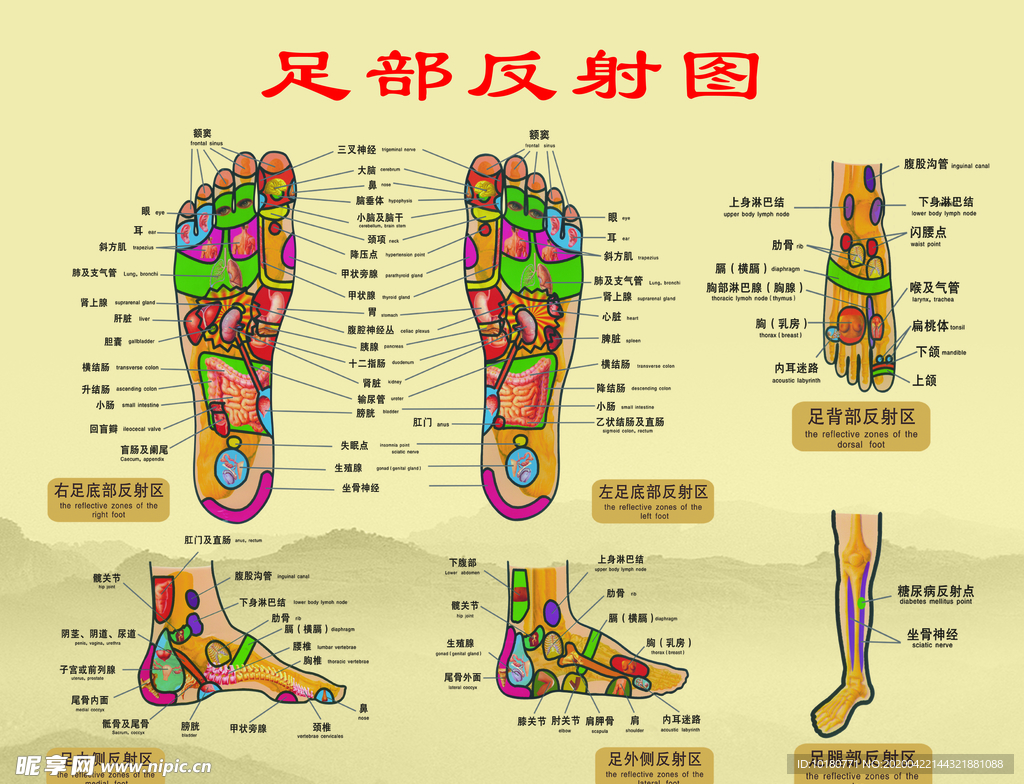 足部反射图