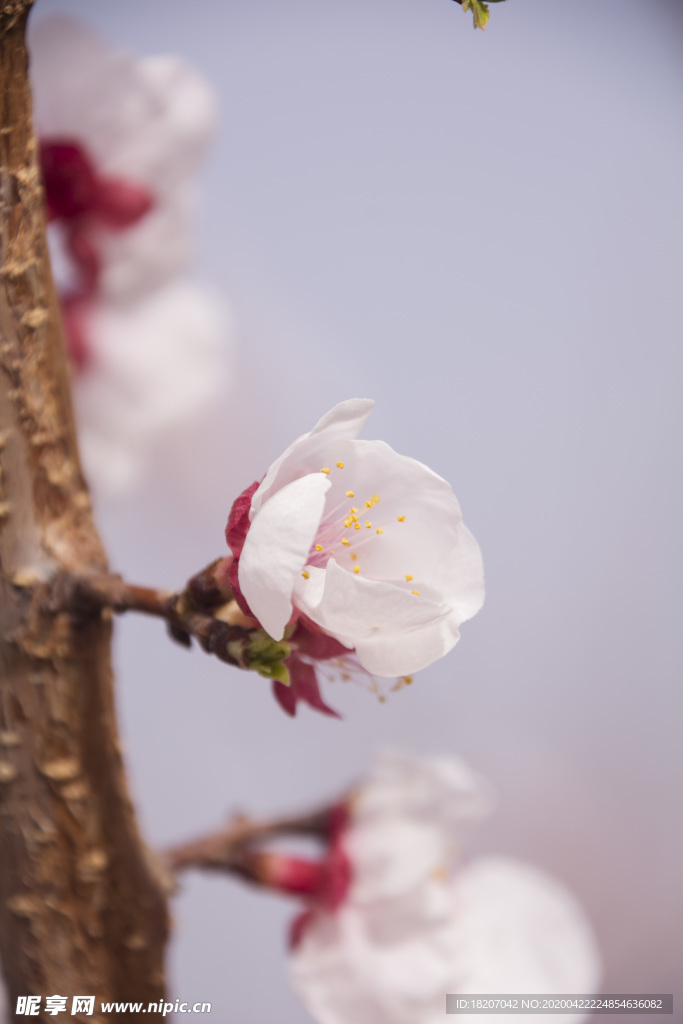 桃花 花卉