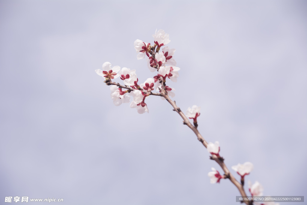 桃花 花卉