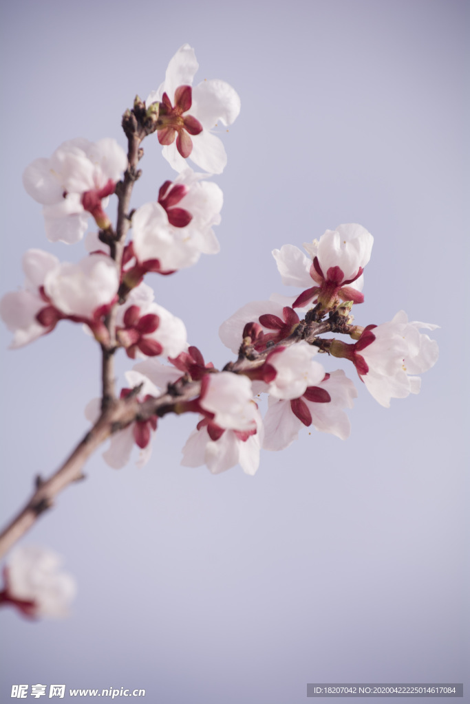 桃花 花卉