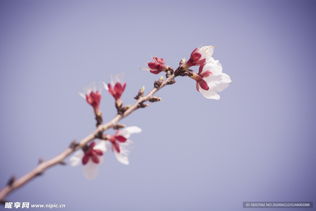 桃花 花卉