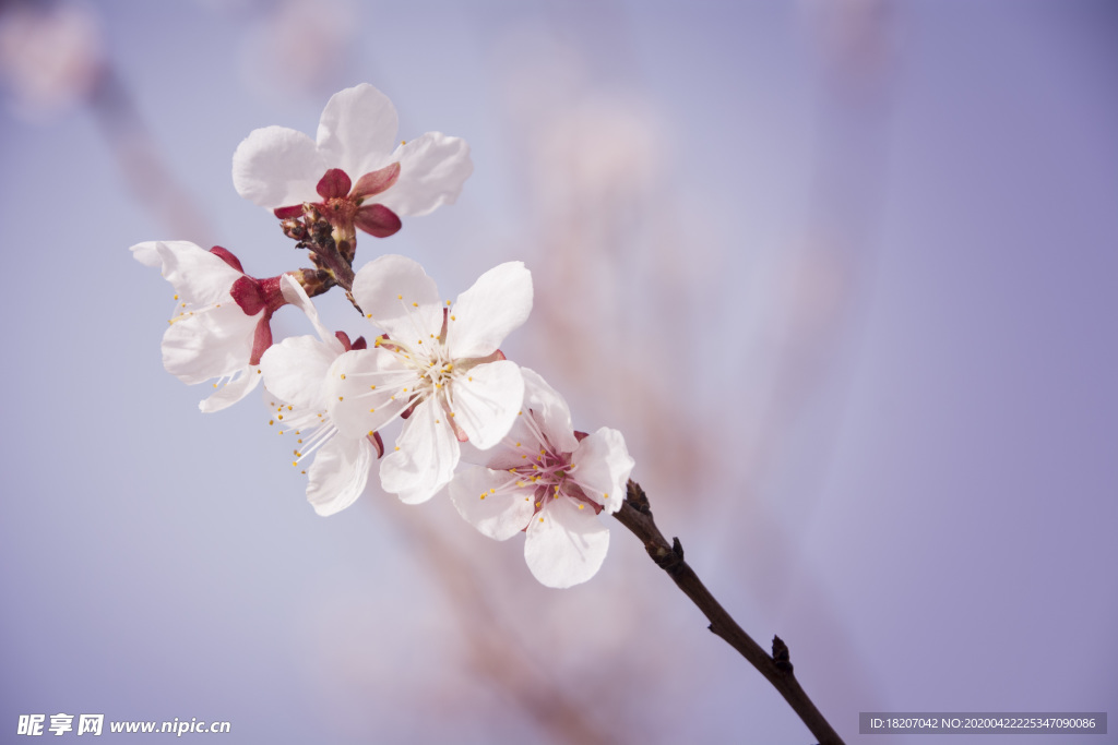 桃花 花卉