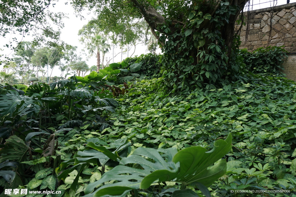 榕树下的绿叶植物