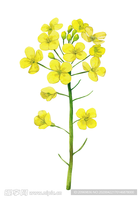 油菜花