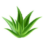 免扣芦荟分层素材