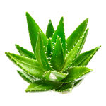 免扣芦荟分层素材