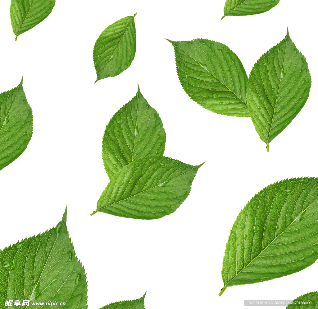 免扣叶子植物素材
