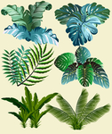 植物矢量素材