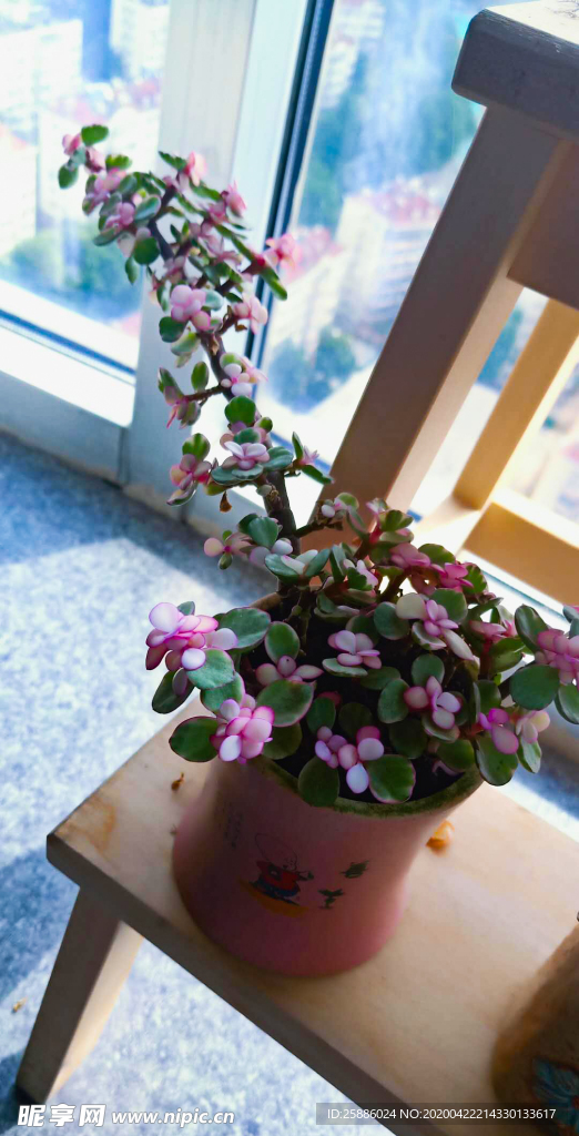 不知名的花儿
