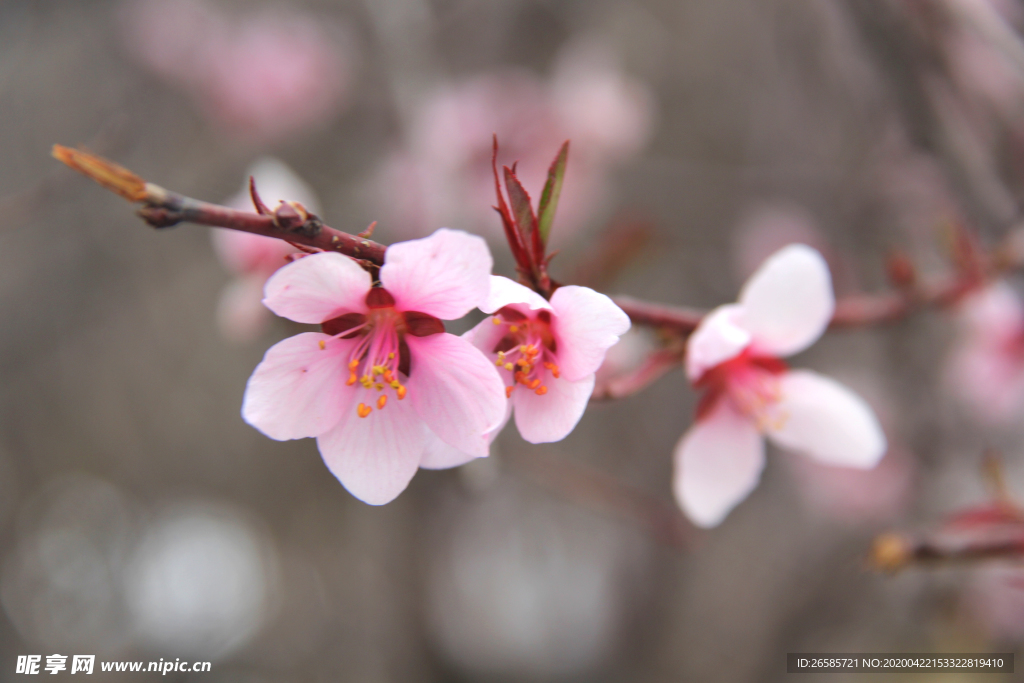 桃花