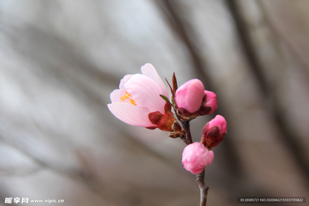 桃花