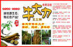牛大力