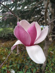 玉兰花