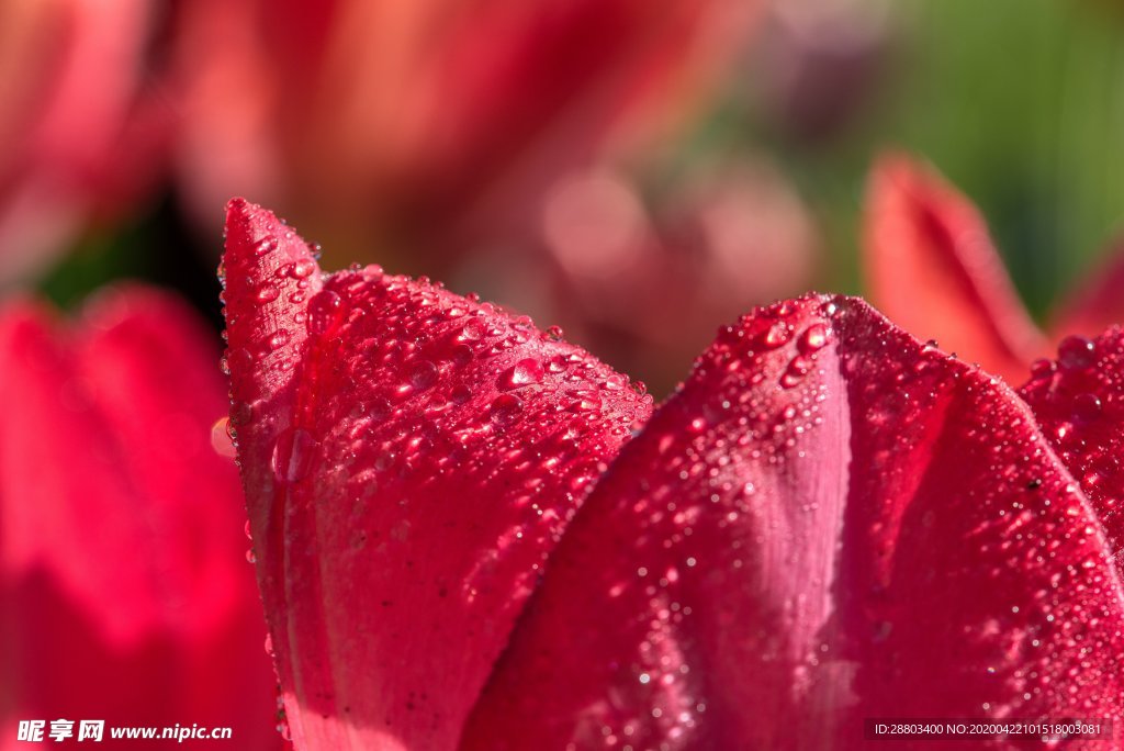 花朵 水珠 郁金香 红色