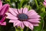 非洲菊 粉色 花朵 花瓣 春天